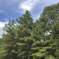 444 Ac Development Opportunity County Line Rd