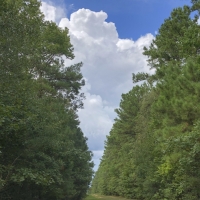 444 Ac Development Opportunity County Line Rd images 4