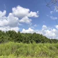 302 Acres &nbsp; Hwy 87 &nbsp; Deweyville images 2