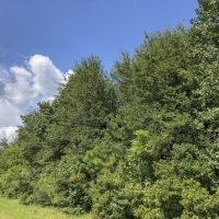 302 Acres &nbsp; Hwy 87 &nbsp; Deweyville images 3