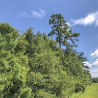 302 Acres &nbsp; Hwy 87 &nbsp; Deweyville images 5