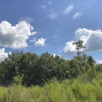 302 Acres &nbsp; Hwy 87 &nbsp; Deweyville images 6