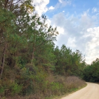 104 Ac &nbsp; Tom Marsh Rd Segno images 3