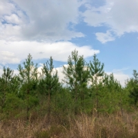 104 Ac &nbsp; Tom Marsh Rd Segno images 6