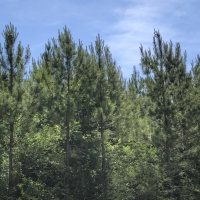 25 Ac SH 63 images 3