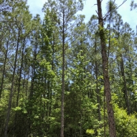 25 Ac SH 63 images 6