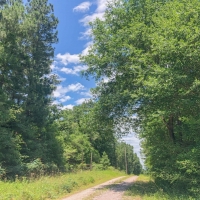 323 Acres &nbsp; Copeland Road &nbsp; Tract 5306 images 2