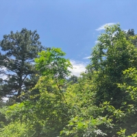 323 Acres &nbsp; Copeland Road &nbsp; Tract 5306 images 4