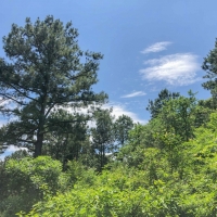 323 Acres &nbsp; Copeland Road &nbsp; Tract 5306 images 5
