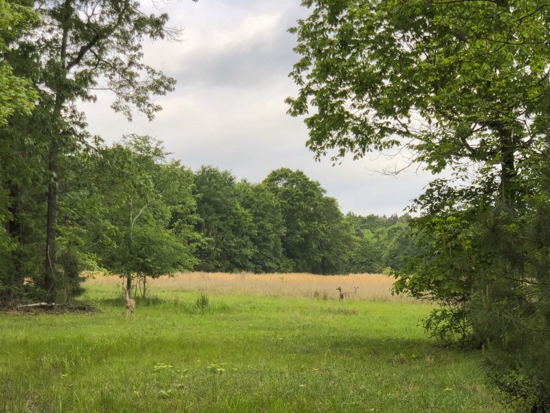 246 Ac Timberline Rd  CR 2317 featured image
