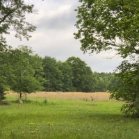 246 Ac Timberline Rd  CR 2317