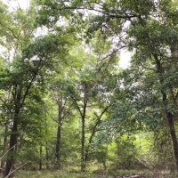 246 Ac Timberline Rd  CR 2317 images 3