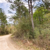50 Acres CR 3132 images 5