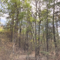 27 Acres CR 3132 images 3