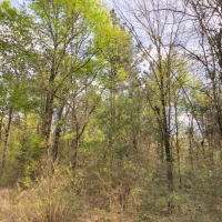 27 Acres CR 3132 images 4
