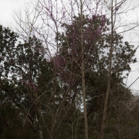 34.117 Ac Simmons Grove Tr 15 images 3