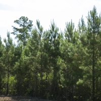 166 Ac &nbsp; Hwy 19 images 2