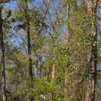 25 Acres FM 247 images 4