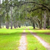 Pintail Plantation images 2