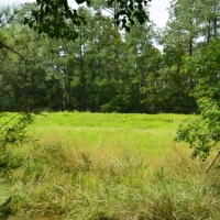 Pintail Plantation images 6