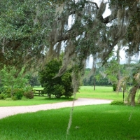 Pintail Plantation
