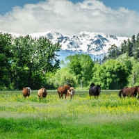 Beartooth Ranch images 2