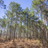 31 Acres &nbsp; Fountain Rd &nbsp; Brushy Creek &nbsp;   Tract A13 images 2
