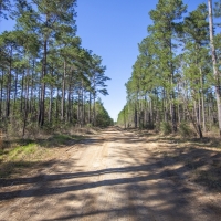 31 Acres &nbsp; Fountain Rd &nbsp; Brushy Creek &nbsp;   Tract A13 images 4