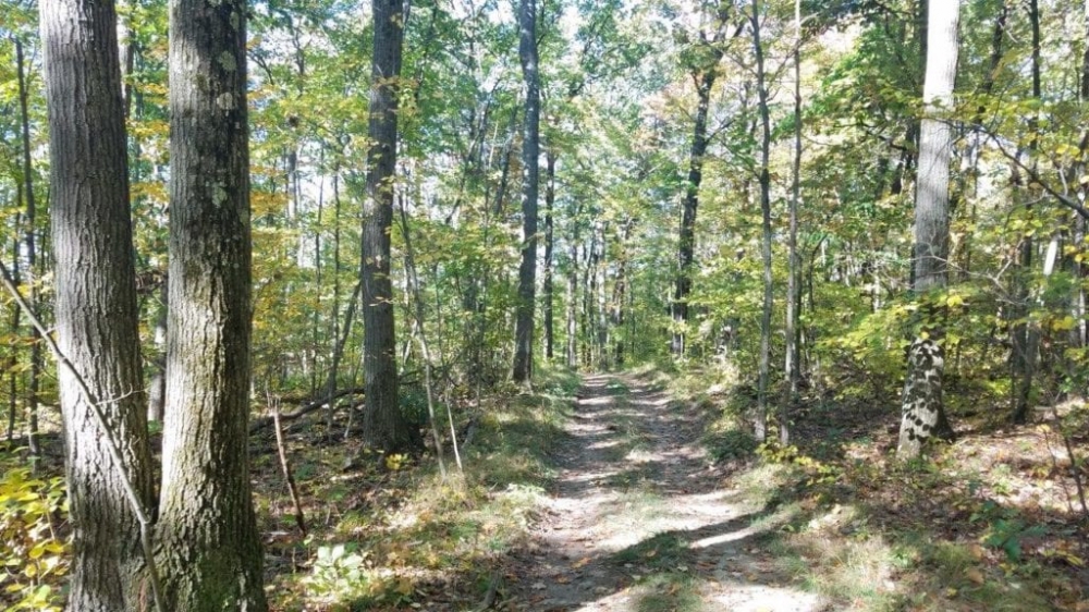 57 acres Timberland in Corning NY West Road featured image