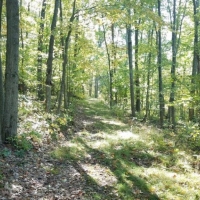 57 acres Timberland in Corning NY West Road images 4