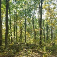 57 acres Timberland in Corning NY West Road images 6