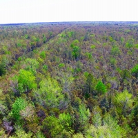 Timber Tract For Sale in Pamlico County  NC Hunting Tract images 3