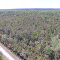Timber Tract For Sale in Pamlico County  NC Hunting Tract