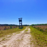 Timber Tract For Sale in Pamlico County  NC Hunting Tract images 2