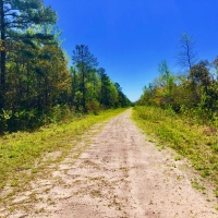 Timber Tract For Sale in Pamlico County  NC Hunting Tract images 5
