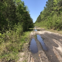 Timber Tract For Sale in Pamlico County  NC Hunting Tract images 6