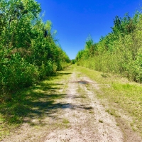 Timber Tract For Sale in Pamlico County  NC Hunting Tract images 4