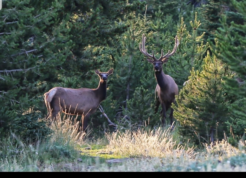 3 bar 2 Bighorns Ranch featured image