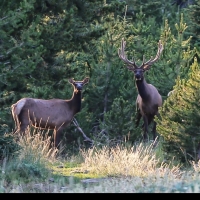 3 bar 2 Bighorns Ranch