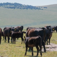 3 bar 2 Bighorns Ranch images 5