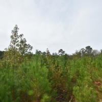 Well-Located Home or Subdivision Site images 3