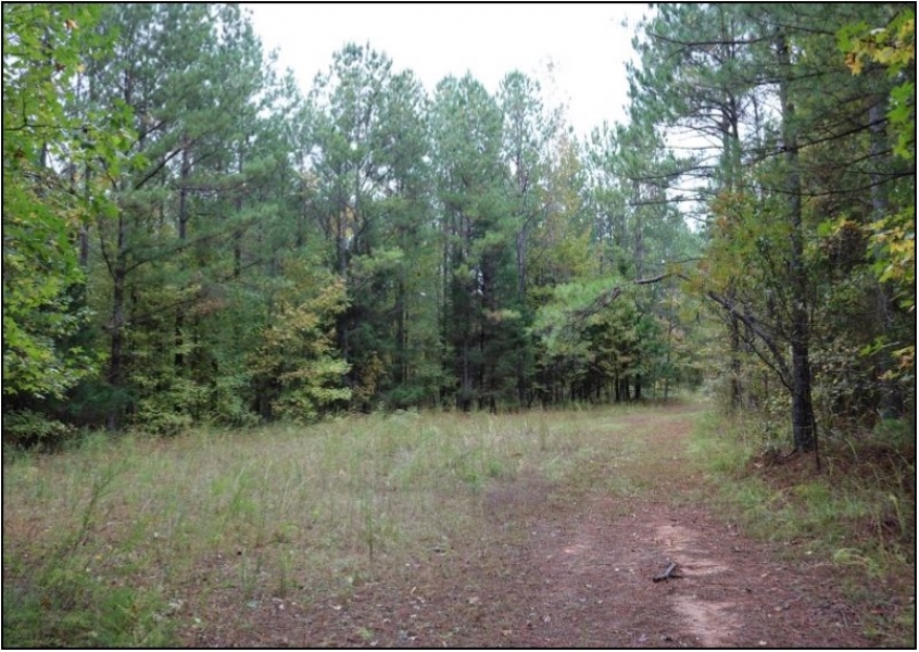 205 Acres in Monroe County in Aberdeen  MS featured image