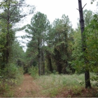 205 Acres in Monroe County in Aberdeen  MS images 4