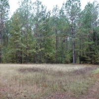 205 Acres in Monroe County in Aberdeen  MS images 5