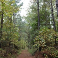 205 Acres in Monroe County in Aberdeen  MS images 6