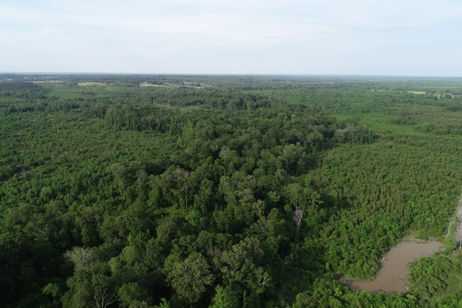 Recreational Hunting Land with Marketable Timber For Sale in Prescott  AR featured image
