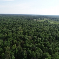 Recreational Hunting Land with Marketable Timber For Sale in Prescott  AR images 2