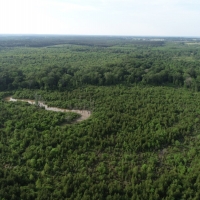 Recreational Hunting Land with Marketable Timber For Sale in Prescott  AR images 3