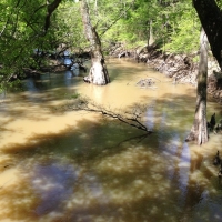 Recreational Hunting Land with Marketable Timber For Sale in Prescott  AR images 4