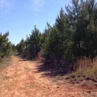 Recreational Hunting Land with Marketable Timber For Sale in Prescott  AR images 6